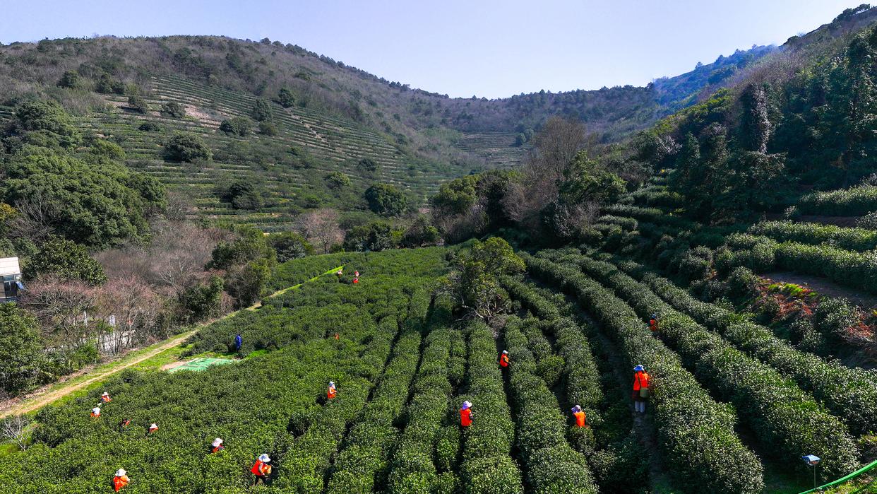 Paysage de plantation de thé à Suzhou en Chine : cueillette des feuilles sur les terrasses verdoyantes, illustrant l'héritage du thé chinois.