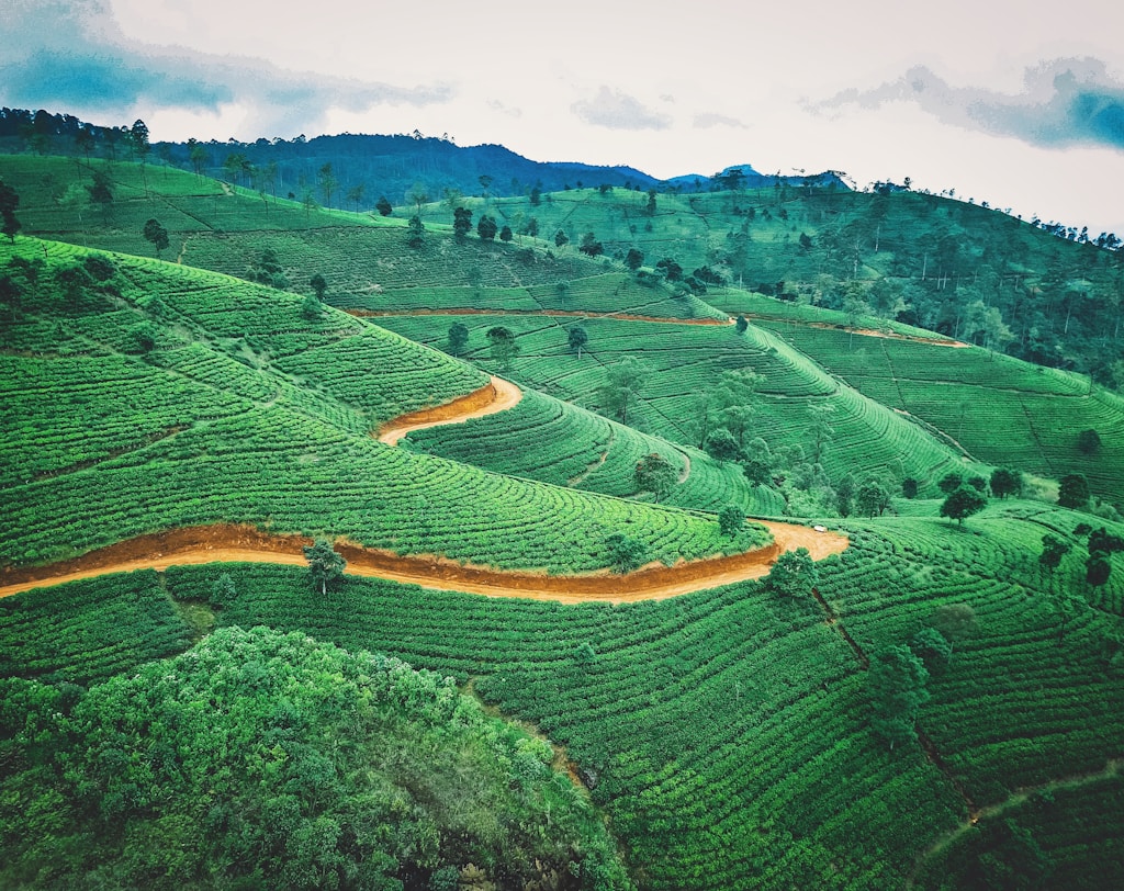 Un paysage de rêve et pittoresque de plantations de thé vertes en terrasses avec un chemin de terre sinueux, sous un ciel nuageux.