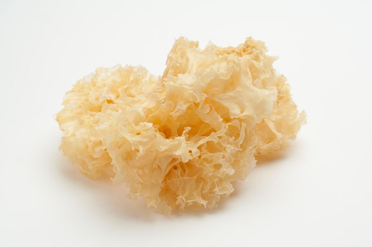 photo de tremelle blanche sur un fond blanc, parfaite en soupe ou infusion pour la réhydratation du corps