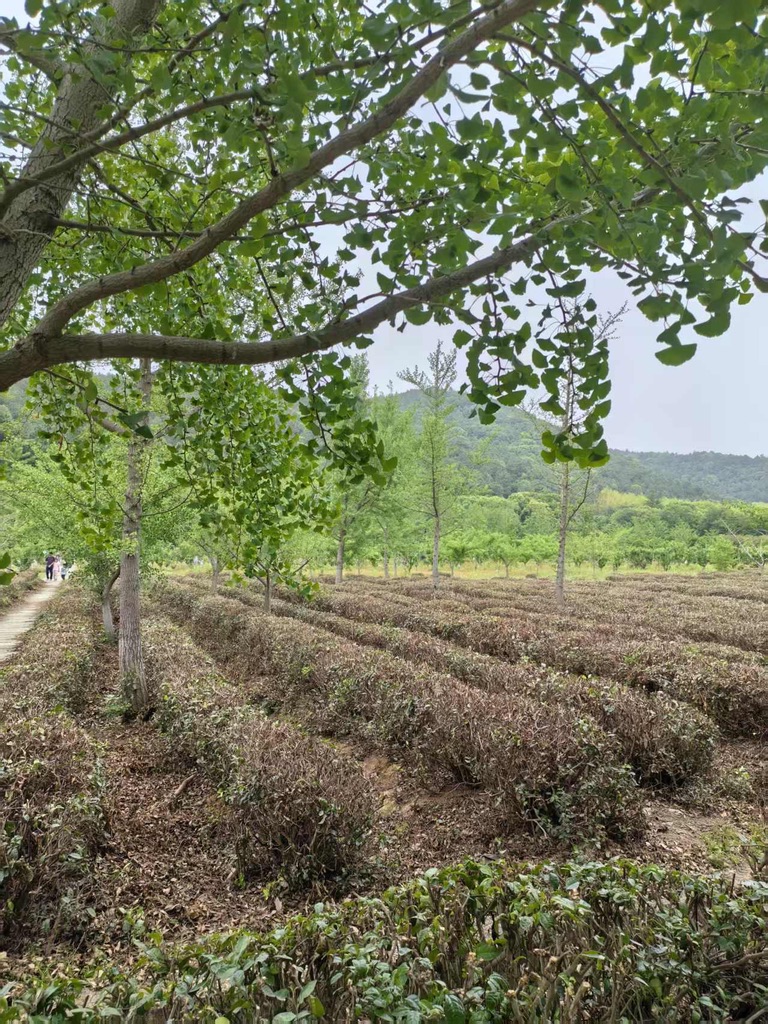 Photo panoramique d'une plantation de thé en terrasses à Suzhou, Chine, sous un ciel nuageux. Les arbres bordent un chemin de terre avec des théiers aux feuilles vert-brun en rangées. Un arbre de Ginkgo biloba est visible à gauche, encadrant la scène.