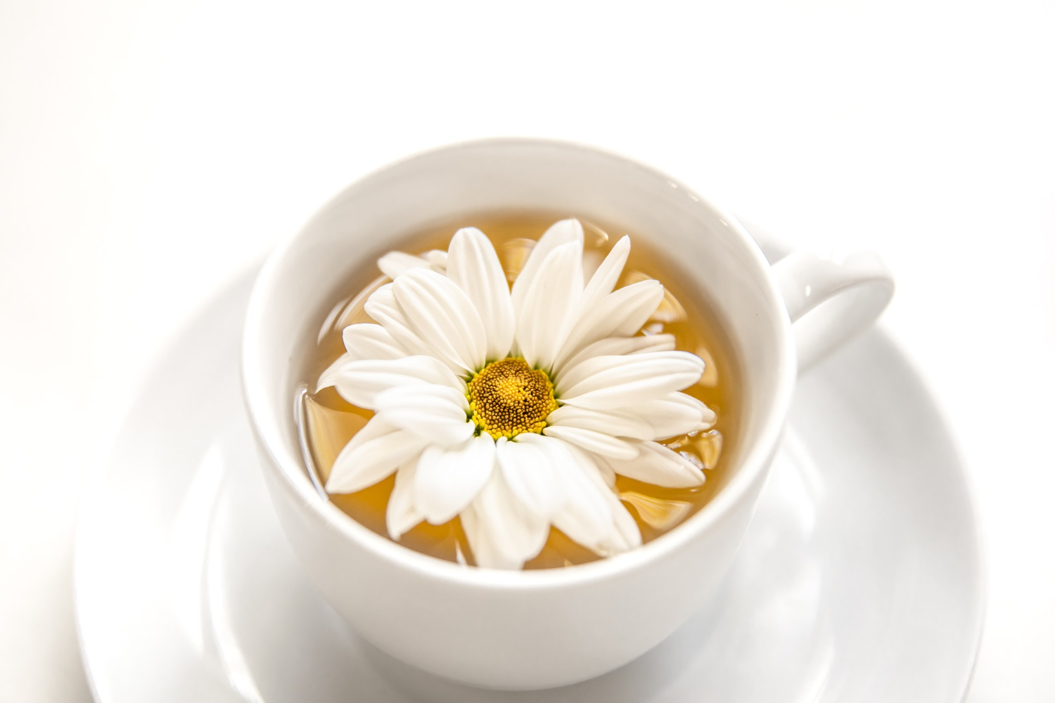 Une fleur de chrysanthème blanche épanouie flottant dans une tasse de thé floral clair, symbolisant la pureté et la sérénité d'une infusion traditionnelle.