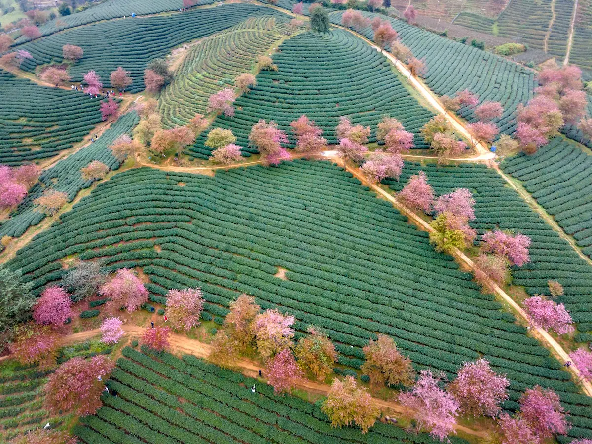 Thés Pre-Qingming : Pourquoi ces Thés Chinois sont-ils les plus chers au monde ?