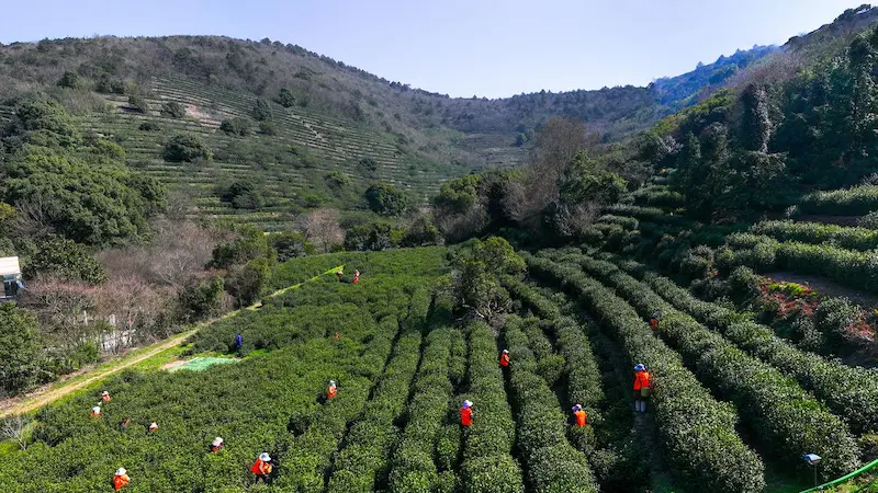 Vue aérienne d'une plantation de thés chinois en terrasses durant le Qingming Festival, où des cueilleurs en gilets orange s'activent pour récolter les jeunes bourgeons de printemps sur des collines verdoyantes.
