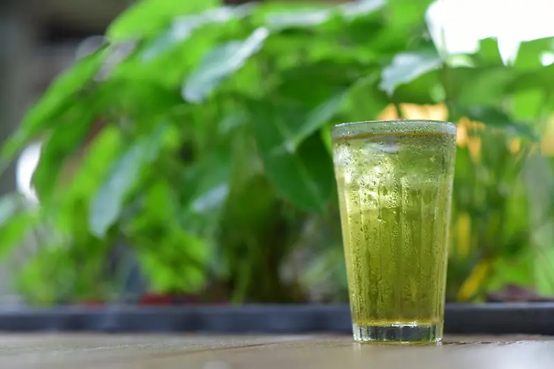 Un verre de thé vert glacé placé au premier plan, avec un fond de végétation verte luxuriante (feuilles floues, lumière naturelle). La boisson, limpide et rafraîchissante, illustre parfaitement l'art d'infuser du thé à froid pour en préserver les arômes délicats. Un bel exemple de Thé infusion à froid ou de thé infusé à froid, idéal pour les moments de détente en pleine nature.