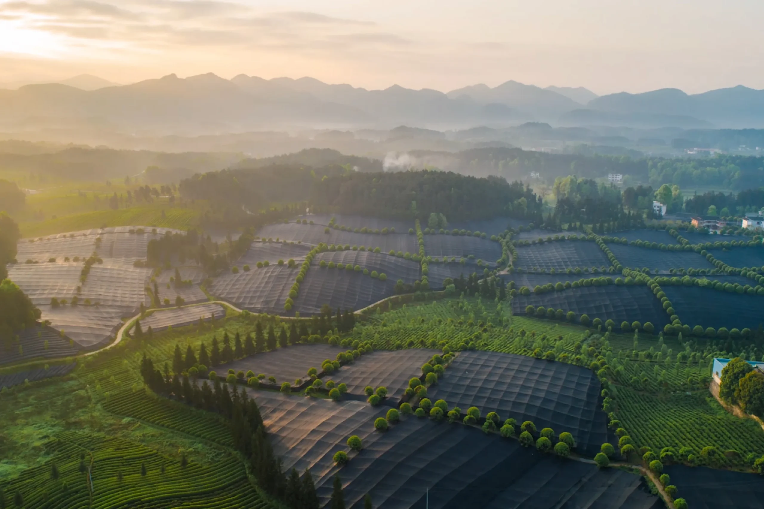 Vue aérienne matinale des plantations de thé de Guizhou en Chine, où le matcha de Guizhou est fabriqué, montrant les rangées de théiers sous filets d'ombrage noirs pour la production de matcha, entourées de montagnes dans la brume.