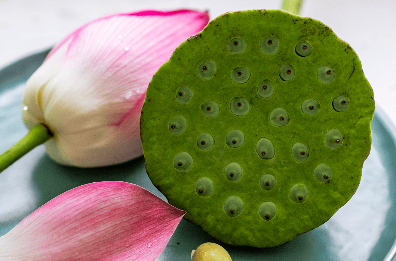 Fleur de lotus rose et réceptacle de graines de lotus frais, des ingrédients apaisants pour préparer une infusion sans théine soir et calmer les pensées agitées.