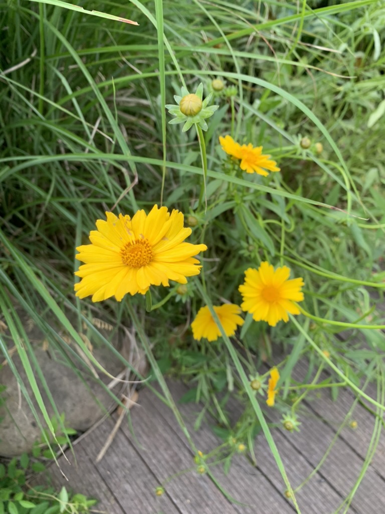 fleurs dans le jardin naturel de suzhou