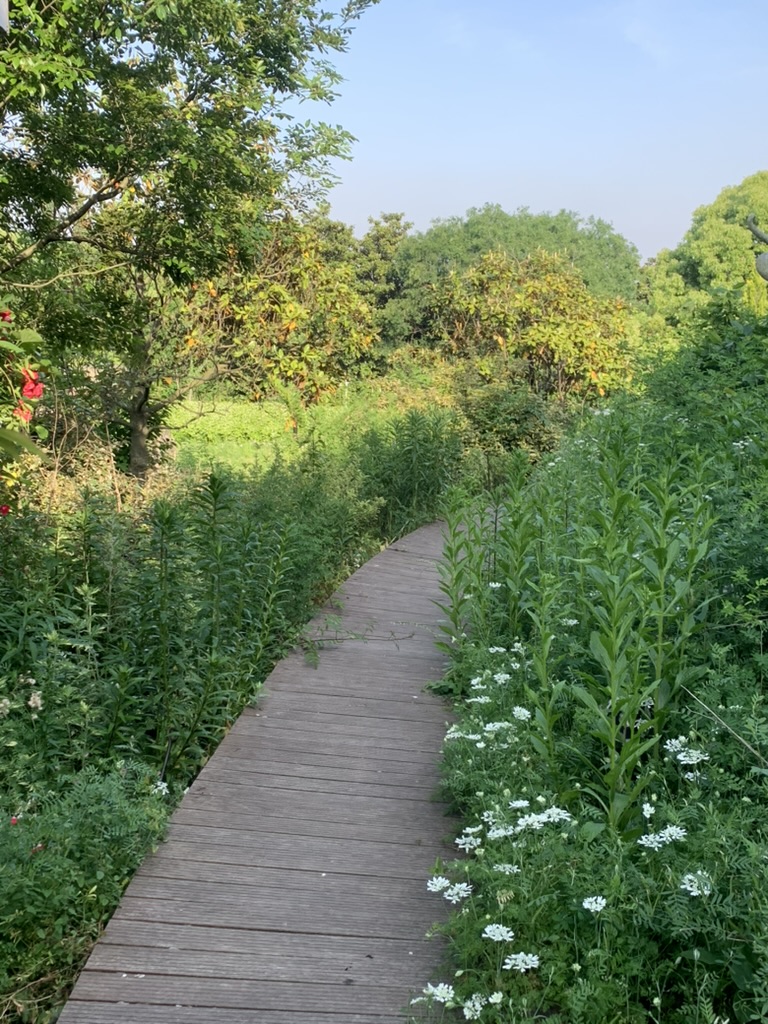 petit chemin menant au jardin naturel de suzhou 