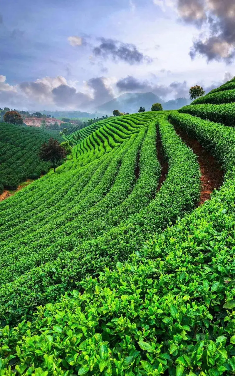 Vue panoramique des jardins de thé en terrasses vallonnées près de Fuzhou, dans la région du Fujian en Chine, réputée pour la production de son célèbre thé vert au jasmin.