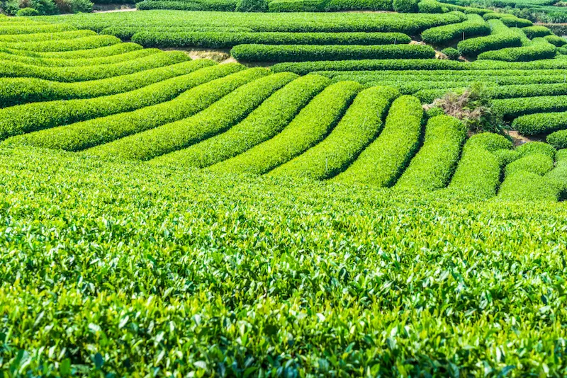 Une vue rapprochée d'une plantation de thé en terrasses en pleine récolte du thé en été en Chine, le xia cha, montrant des rangées de buissons de thé d'un vert éclatant sous un soleil de plomb.