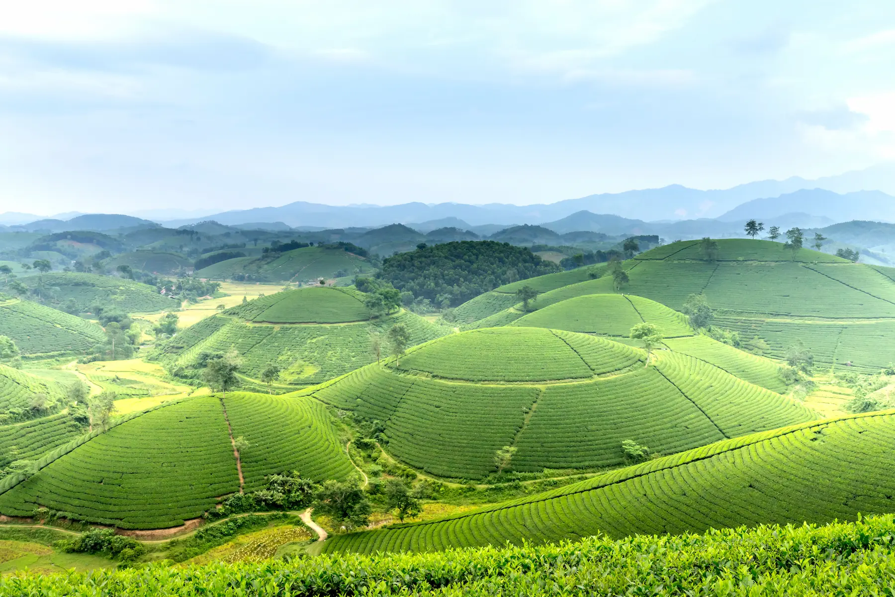Récolte du thé en été en Chine : que vaut vraiment le Xia Cha ?