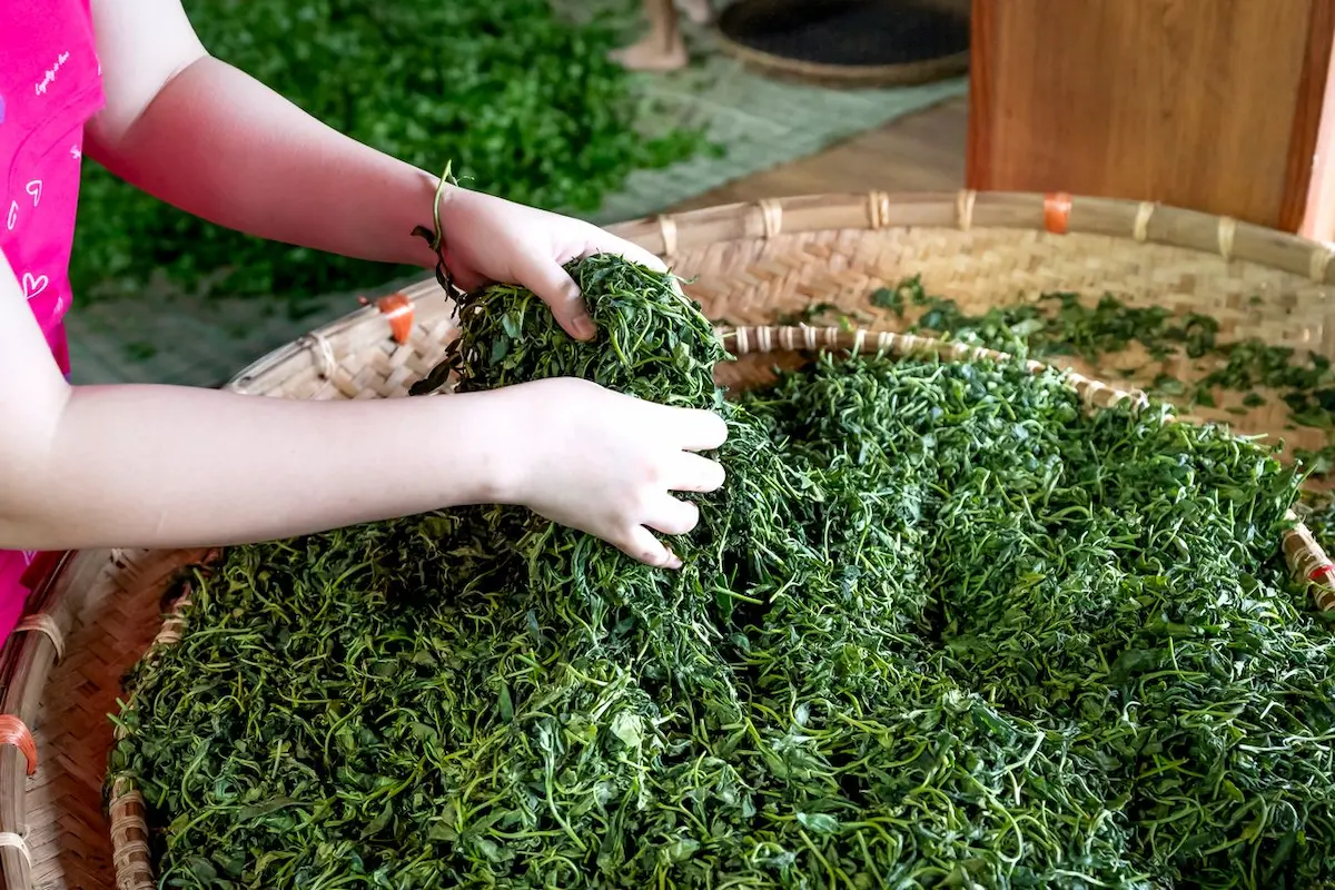 Un plan moyen en plongée montre une personne en train de trier des feuilles de thé fraîches et vertes dans un grand panier rond tissé. La personne, dont seuls les bras et les mains sont visibles, prend une poignée de feuilles de thé vertes et les remue doucement, en les mélangeant dans le grand panier qui contient un lit dense de feuilles de thé fraîches. Les feuilles de thé sont vert vif et humides, et certaines sont torsadées, ce qui suggère qu'elles viennent d'être récoltées. Le panier est posé sur une surface de travail en bois. En arrière-plan, d'autres paniers tissés plus petits et un tas de feuilles de thé vertes supplémentaires sont visibles sur le sol, à côté d'un mur en bois. L'éclairage est naturel et direct, provenant de la droite, ce qui met en évidence la texture des feuilles de thé et des paniers. La scène est nette et bien mise au point sur les mains et les feuilles de thé au centre de l'image. Le tri des feuilles fait partie du processus de transformation du thé après la récolte.