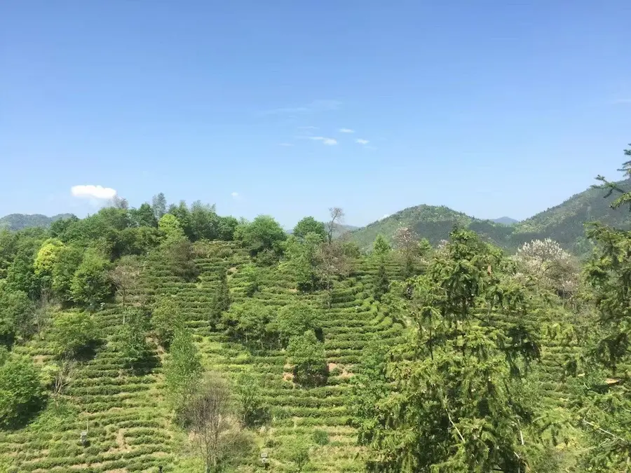 Vue panoramique sur la plantation de thé keemun en montagne sous un ciel bleu, une étape incontournable pour visiter Qimen.