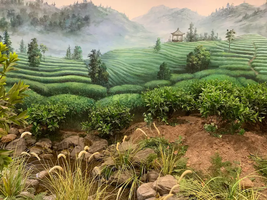 Représentation des jardins de thé de montagne au musée local, une halte incontournable si vous venez visiter Qimen.